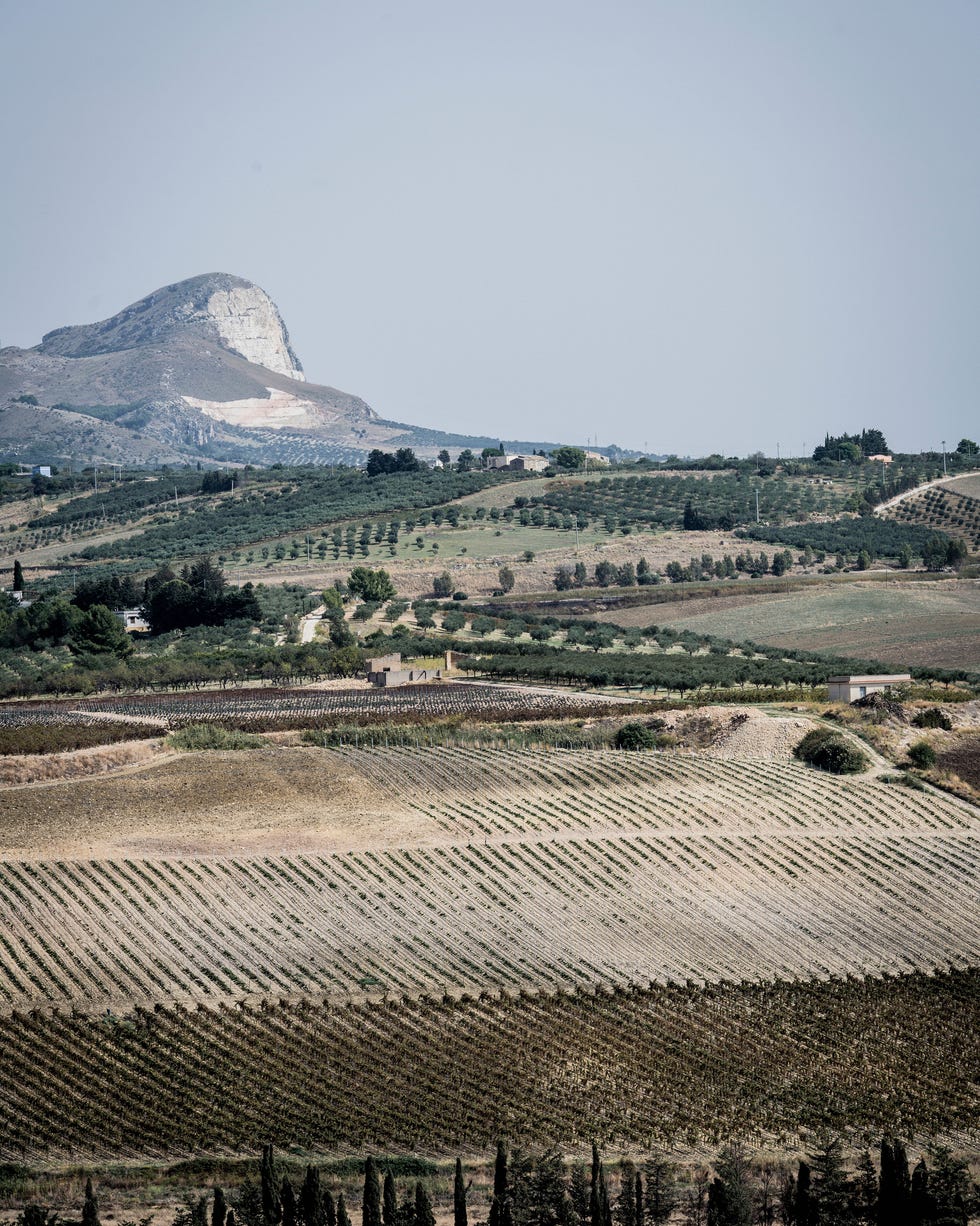 Vast agricultural landscape with vineyards and olive trees