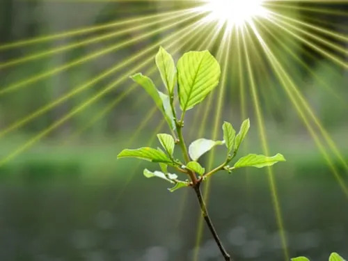 plants/Getty Image/Megakunstfoto/1571993866-170667a