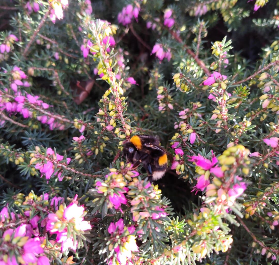 Hummelkönigin und Honigbienen tanken bei 19°c allerletzte Energie für den Winter