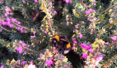 Hummelkönigin und Honigbienen tanken bei 19°c allerletzte Energie für den Winter