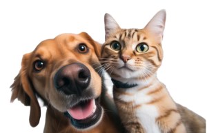 Governor Newsom Signs Legislation to Combat Puppy Mills and Improve Animal Welfare