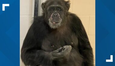 Chimpanzee returned to exhibit after escape at Indianapolis Zoo