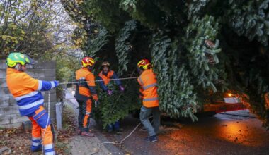 Eight employees from Luxembourg City Council moving the tree from its original home in Schifflange