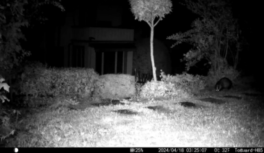 In unserem Garten ist nachts was los!