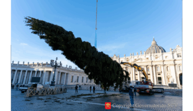 The Christmas tree is already in the Vatican, and so is a question with an answer: is it right to cut down a tree like this? - ZENIT