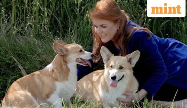 Andrew's ex-wife Sarah Ferguson with Queen Elizabeth's two corgis - Sandy and Muick.
