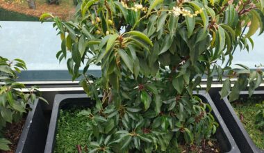 Lorbeer, kann es so bleiben?