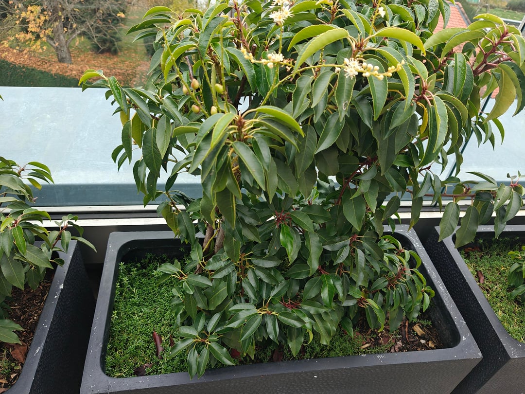 Lorbeer, kann es so bleiben?