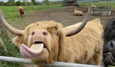 the best heelan coo pic. (i never took this.) credit to whoever did.