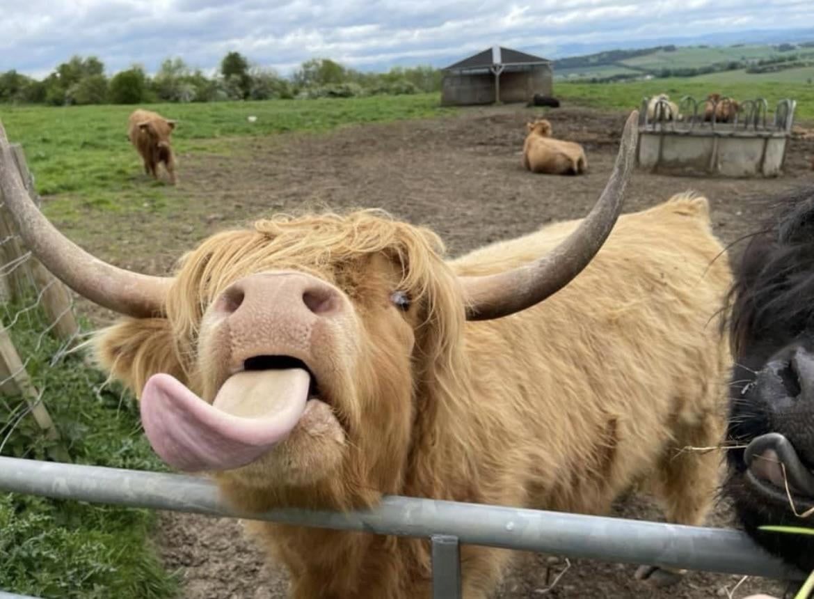 the best heelan coo pic. (i never took this.) credit to whoever did.