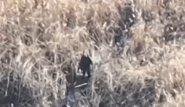 Russian soldier gets stuck in a swamp and eliminated by FPV drone of Birds of Magyar