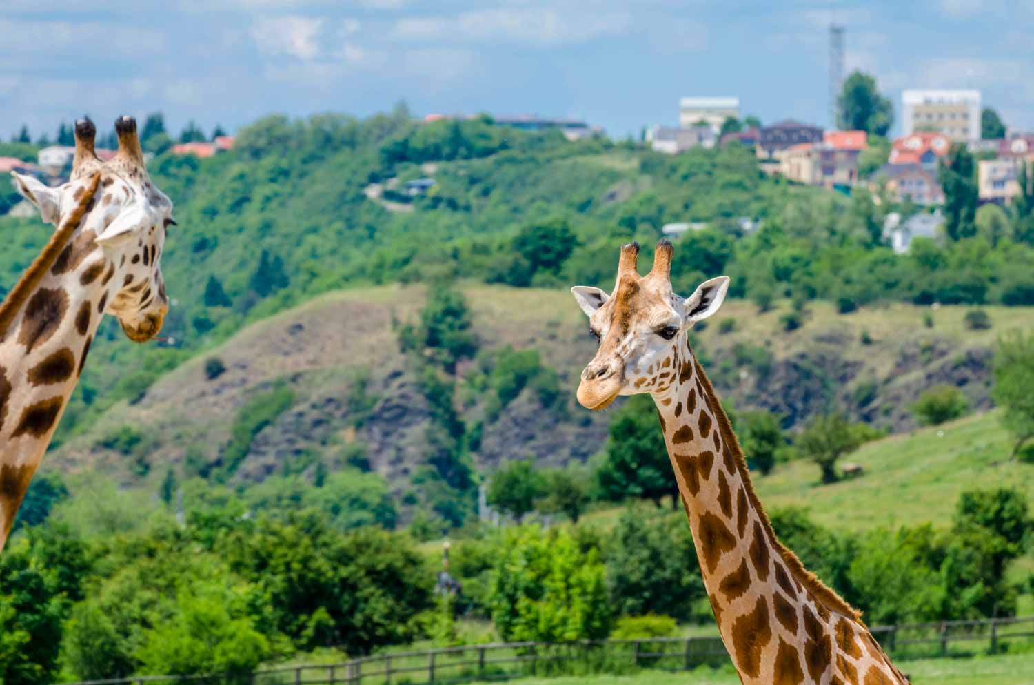 Giraffes at Prague Zoo - one of the fun things to do in Prague with kids