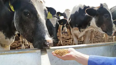 Getty Images A person holds out their hand, which is filled with animal feed, and offers it to a black and white cow. 