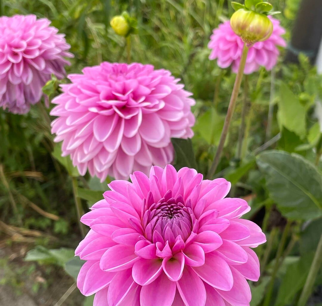 Erfahrungen mit Dahlien aus Samen