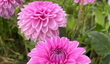 Erfahrungen mit Dahlien aus Samen