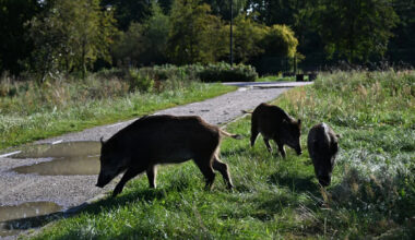 Misinformation spreads as Croatia battles African swine fever