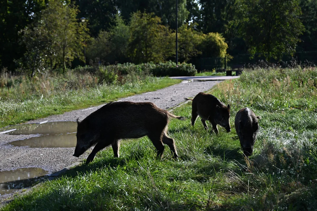 Misinformation spreads as Croatia battles African swine fever