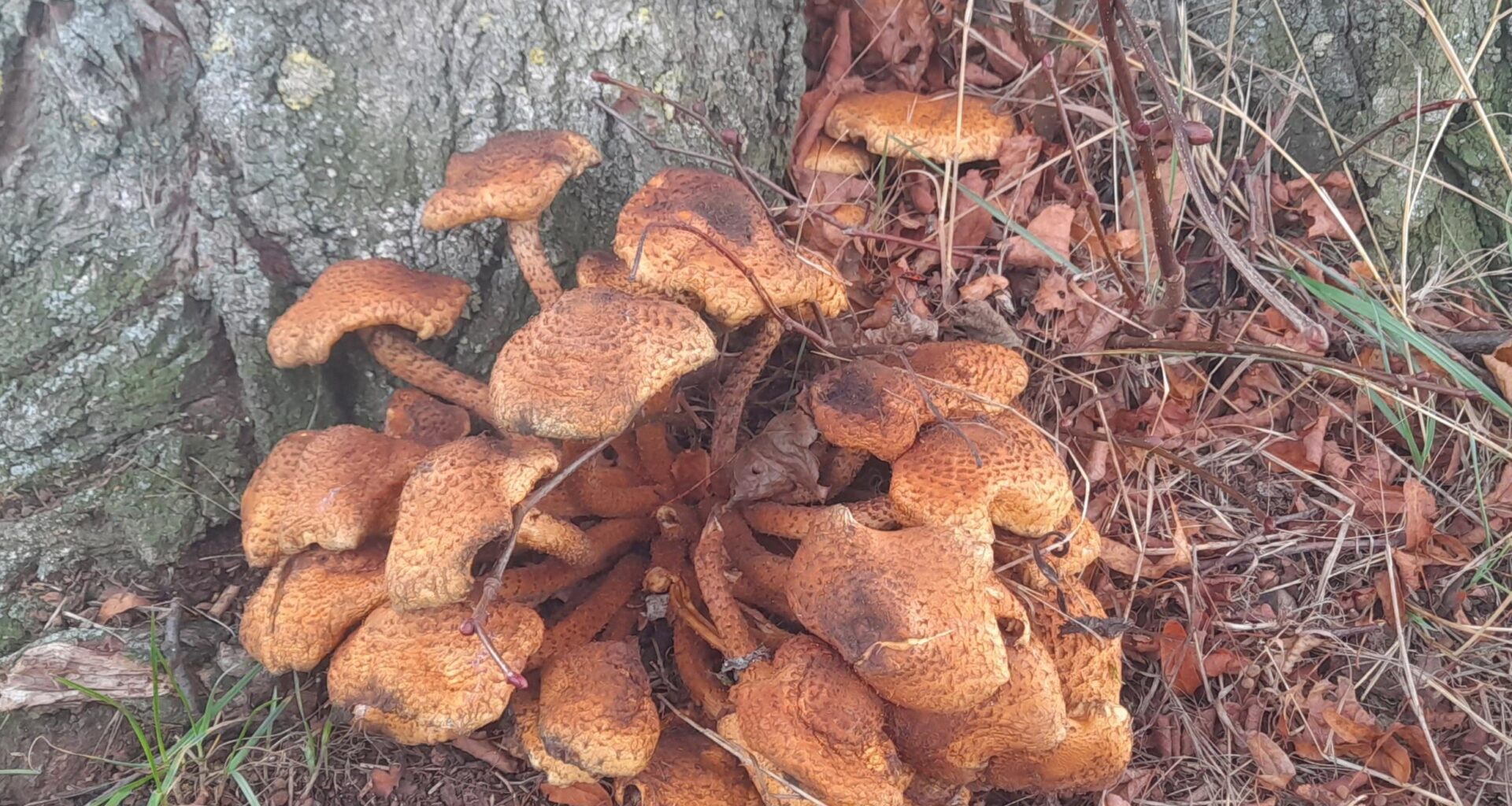 Sparriger Schüppling