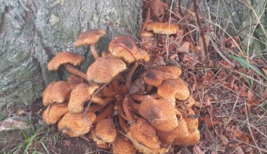 Sparriger Schüppling