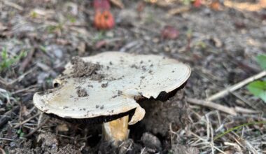 Nochmal eine Pilzbestimmung bitte 🍄‍🟫