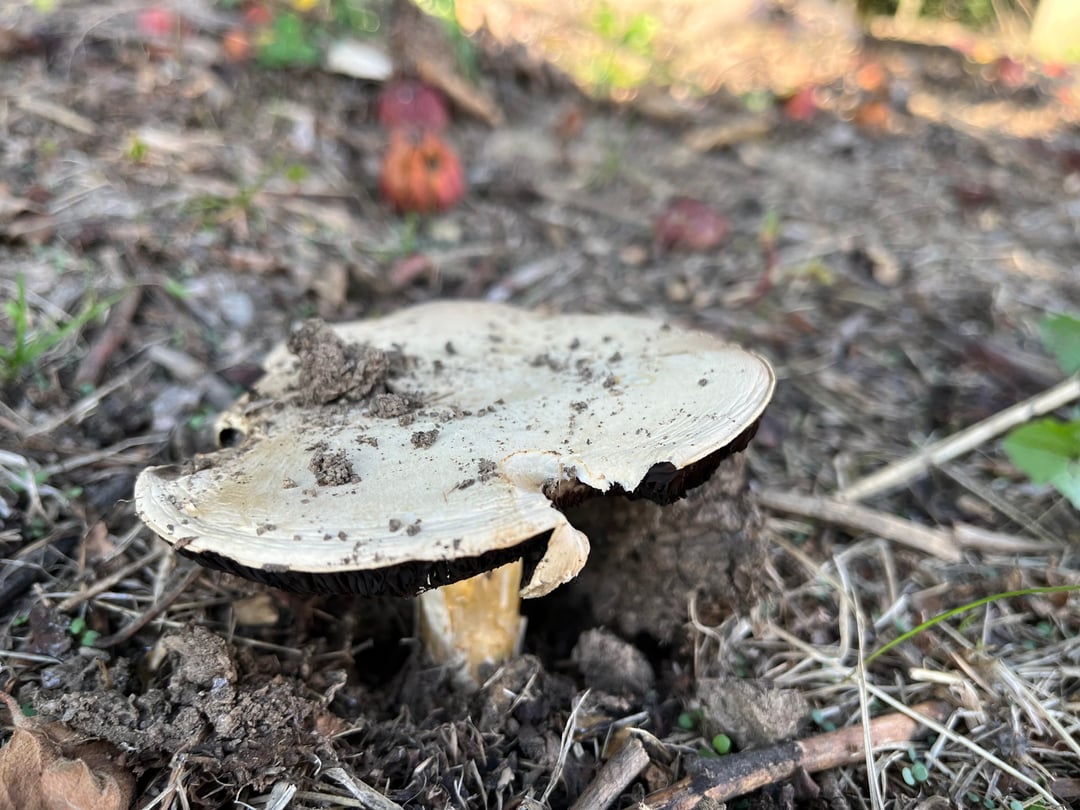 Nochmal eine Pilzbestimmung bitte 🍄‍🟫