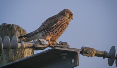 Birds of prey on one day , in a small County Clare town