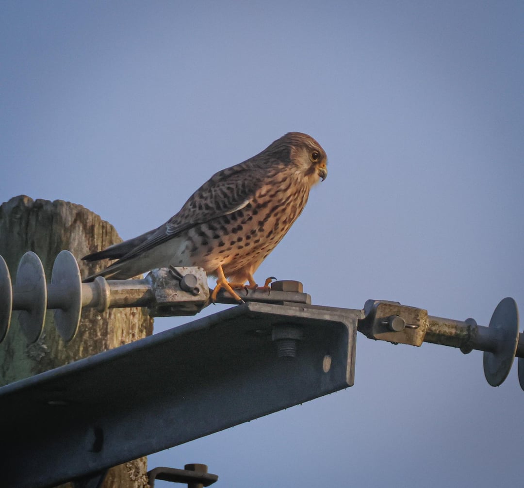 Birds of prey on one day , in a small County Clare town