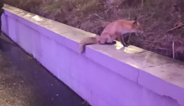 Elegem van hogy a Közvágóhíd tele van rókázva