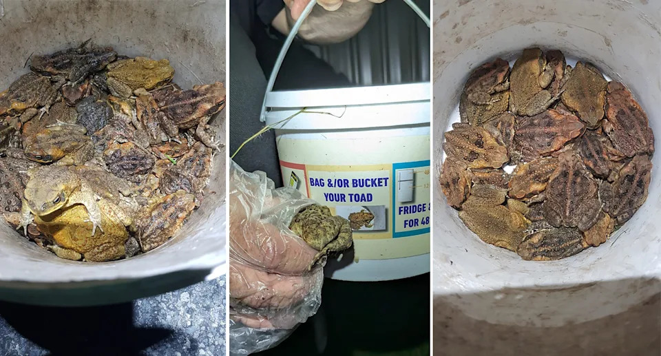 Cane toads collected in buckets in Queensland. 