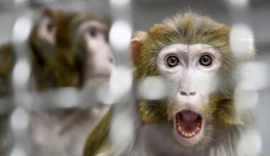 Neuralink's Blindsight chip was once again tested on monkeys: it helped them see what was not in their field of vision