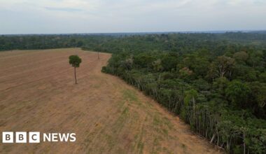 Brazil's Amazon rainforest at risk as key protection under threat