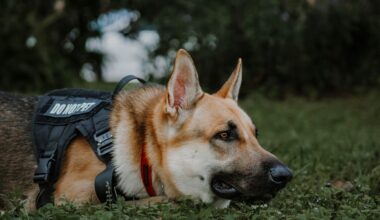 Pawsitive Technology: Artificial Intelligence Redefining the World of Working Dogs