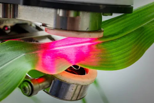 Leaky plants/ Paul H. Joseph/University of British Columba/Submitted to The Weather Network