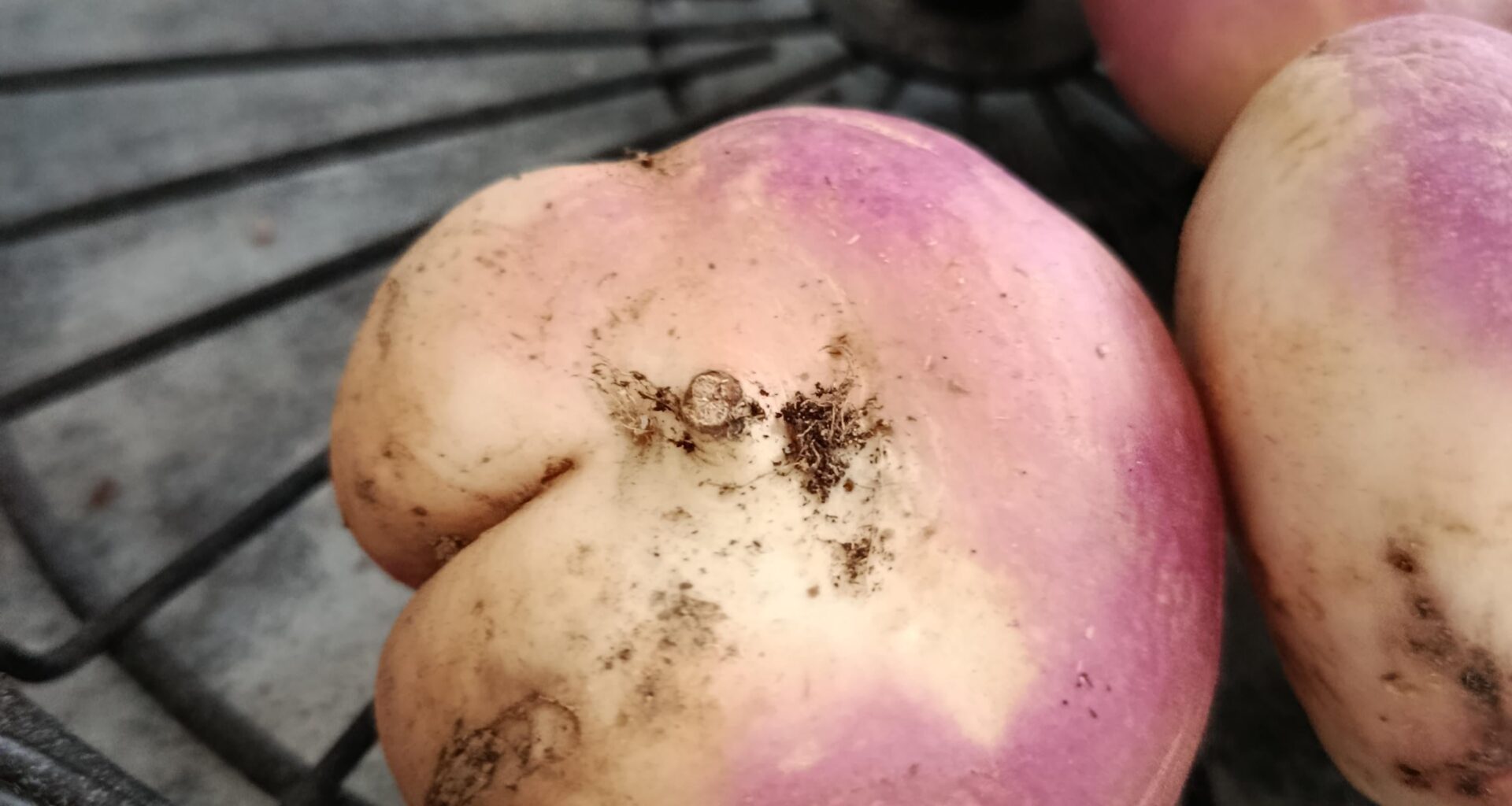 Ce navet a de plus belles fesses que toi. Donne-lui un nom.