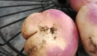 Ce navet a de plus belles fesses que toi. Donne-lui un nom.