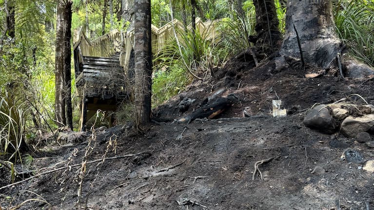 Fairy Falls Track re-opened last summer after being closed for six years because of kauri dieback disease. 