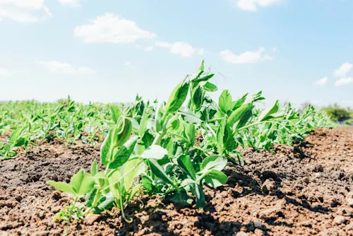 plants growing in the soil farming (Maryna Terletska/ Moment/ Getty Images)