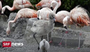 Fünf Schweizer Zoos impfen ihre Vögel gegen die Vogelgrippe - News