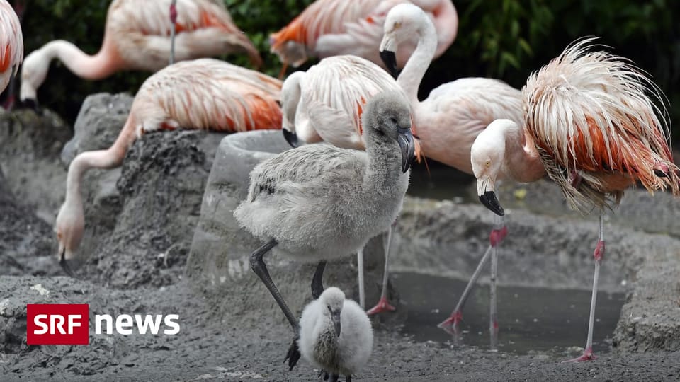 Fünf Schweizer Zoos impfen ihre Vögel gegen die Vogelgrippe - News