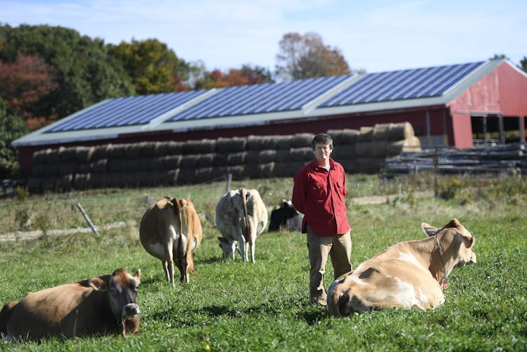 A farmer looks at the camera with cows around him and a large red bar with solar panels on the roof behind him. The photos was taken at the Milkhouse Dairy in Monmouth, Maine, on Oct. 3, 2019.