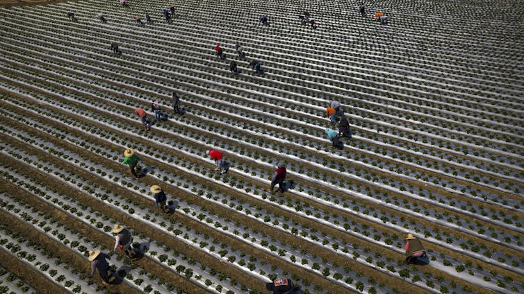People walk among rows of plants.