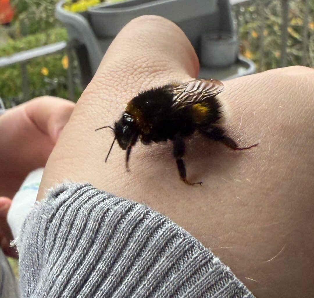 Hummel oder Hummelkönigin?