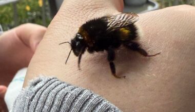 Hummel oder Hummelkönigin?