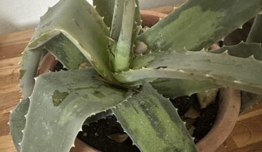 Aloe Vera erfroren