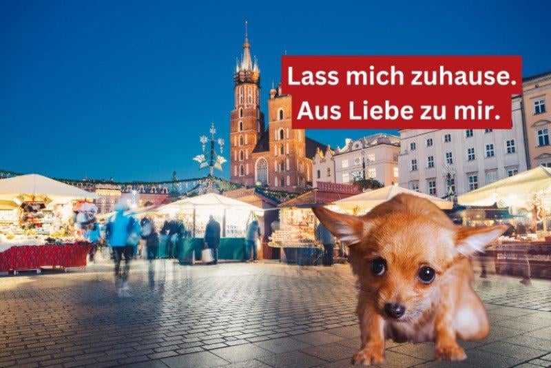 Tierwohl: Keine Hunde am Weihnachtsmarkt