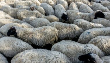 Ευλογιά προβάτων: Νέα μέτρα τύπου κορονοϊού - Πληροφορίες για 1.000.000 παράνομες δόσεις εμβολίων στην Ελλάδα