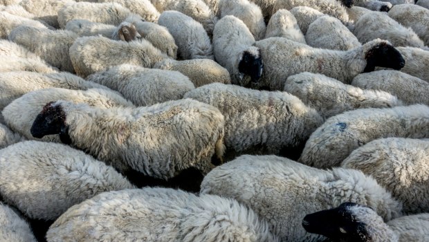 Ευλογιά προβάτων: Νέα μέτρα τύπου κορονοϊού - Πληροφορίες για 1.000.000 παράνομες δόσεις εμβολίων στην Ελλάδα