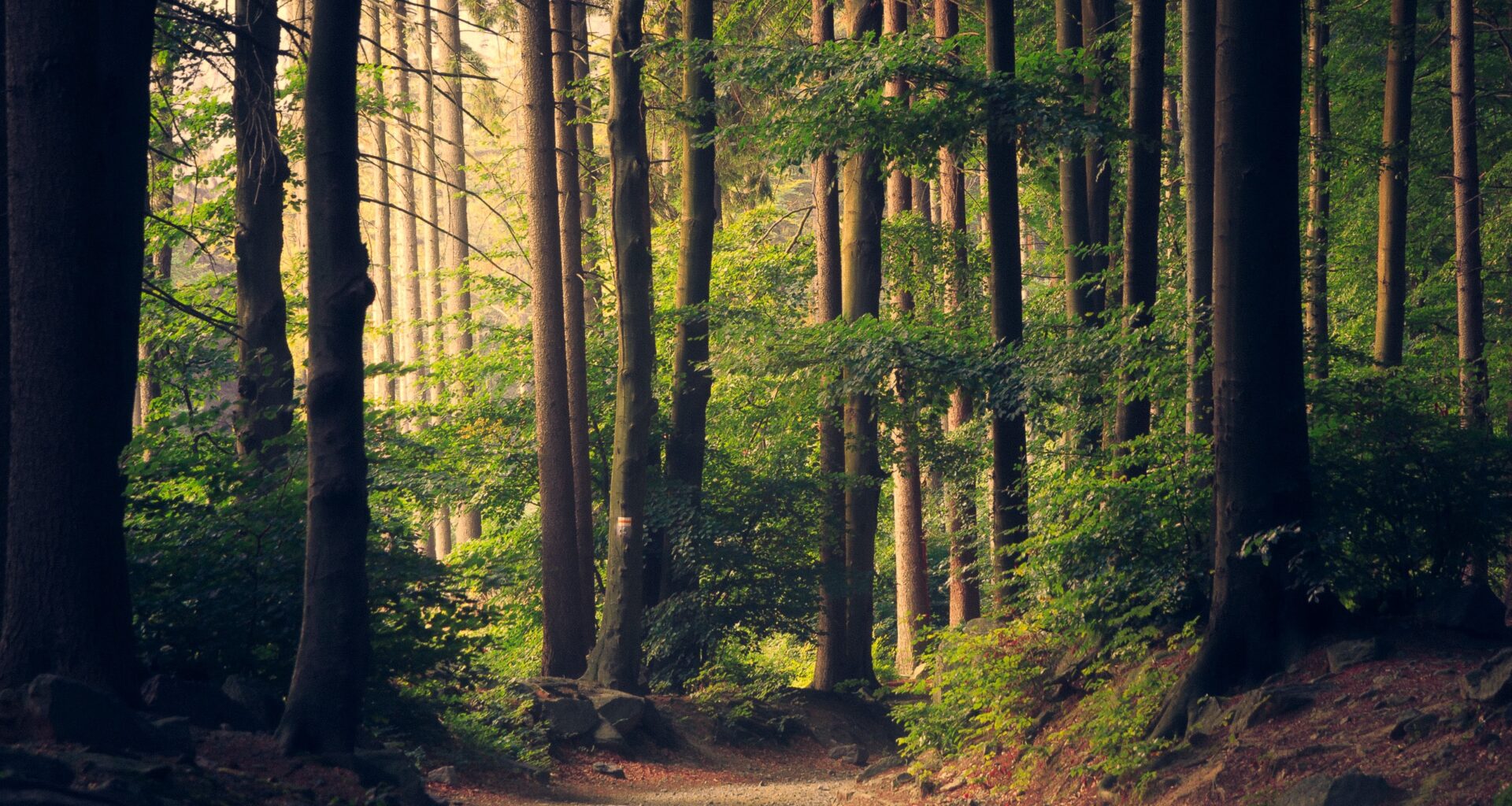 The Americas | ClientEarth