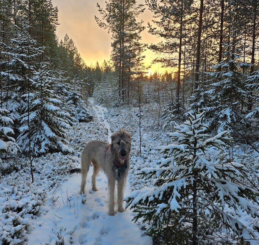 Walking the dogs near Rautalampi, North Savo