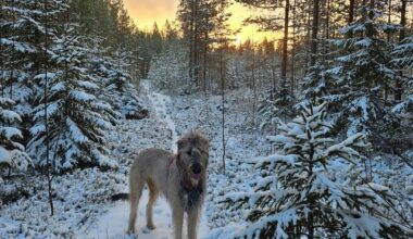 Walking the dogs near Rautalampi, North Savo